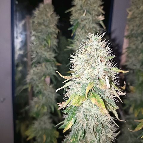 King - Amnesia Lemon growlog timeline photo
