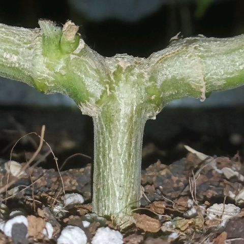 King - Amnesia Lemon growlog timeline photo