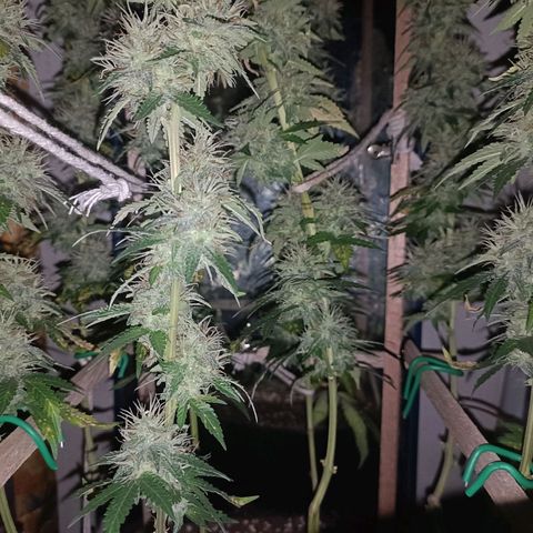 King - Amnesia Lemon growlog timeline photo