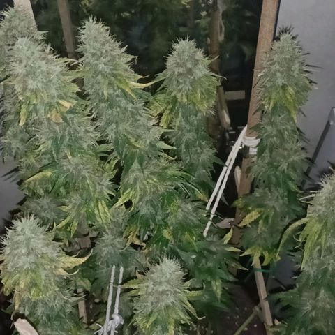 King - Amnesia Lemon growlog timeline photo
