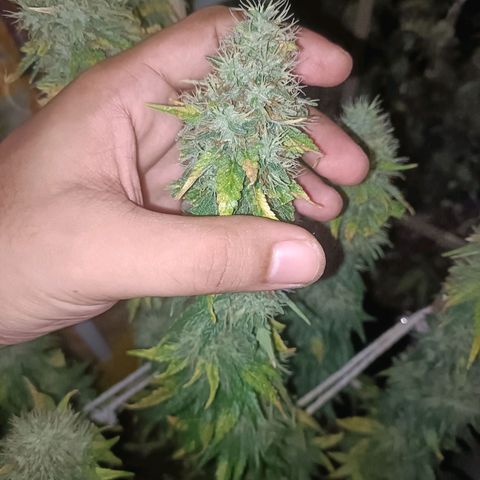 King - Amnesia Lemon growlog timeline photo