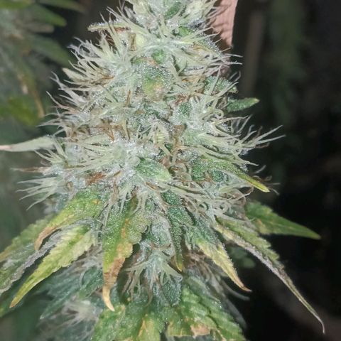 King - Amnesia Lemon growlog timeline photo