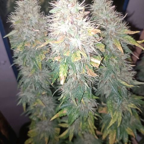King - Amnesia Lemon growlog timeline photo