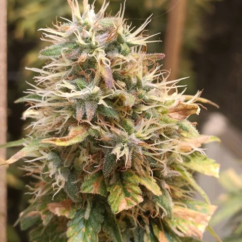 King - Amnesia Lemon growlog timeline photo