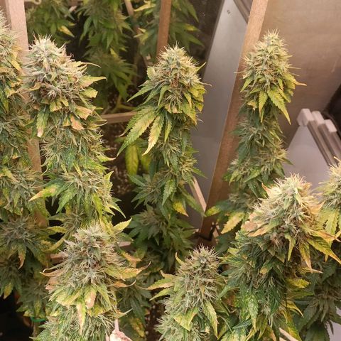King - Amnesia Lemon growlog timeline photo