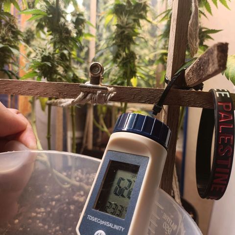 King - Amnesia Lemon growlog timeline photo