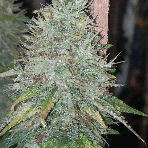 King - Amnesia Lemon growlog timeline photo