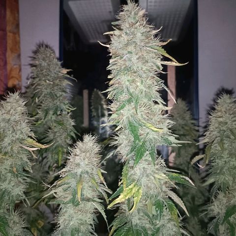 King - Amnesia Lemon growlog timeline photo
