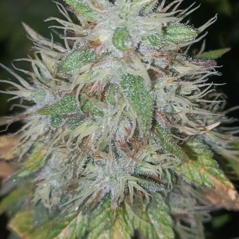 King - Amnesia Lemon growlog timeline photo