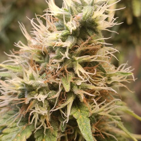 King - Amnesia Lemon growlog timeline photo