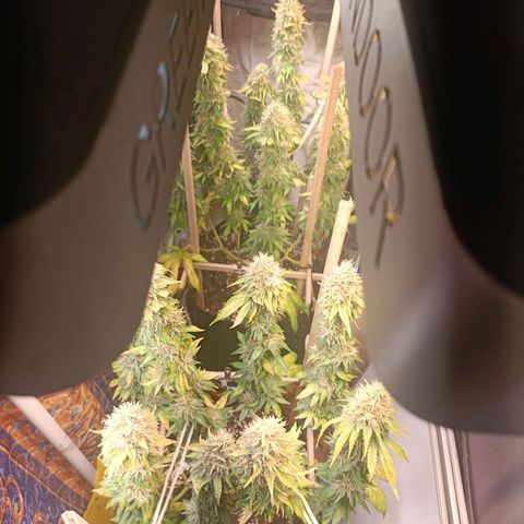 King - Amnesia Lemon growlog timeline photo