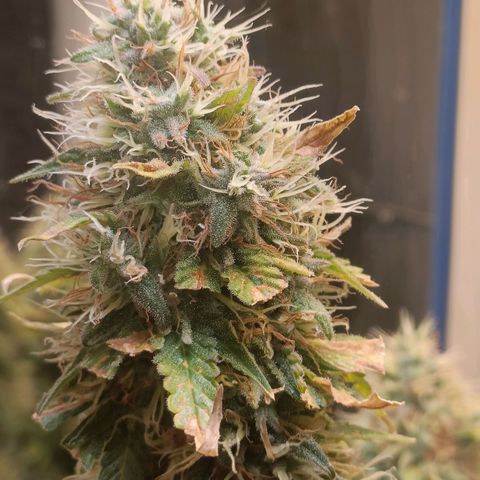 King - Amnesia Lemon growlog timeline photo