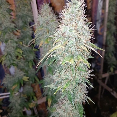 King - Amnesia Lemon growlog timeline photo