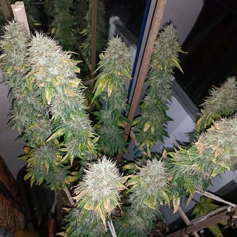 King - Amnesia Lemon growlog timeline photo
