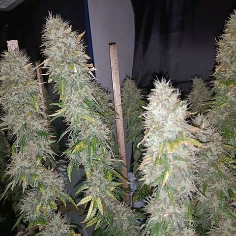 King - Amnesia Lemon growlog timeline photo