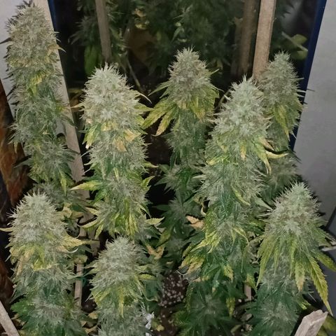 King - Amnesia Lemon growlog timeline photo