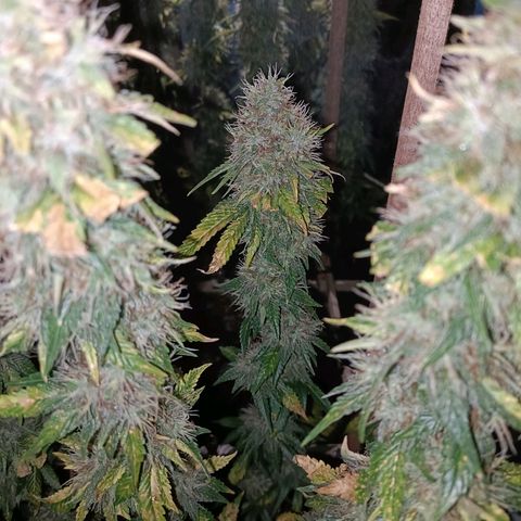 King - Amnesia Lemon growlog timeline photo