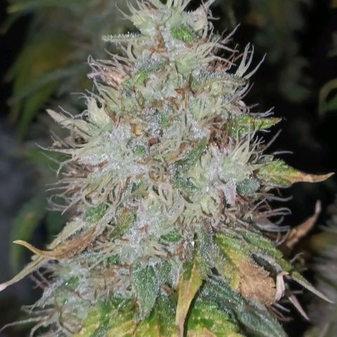 King - Amnesia Lemon growlog timeline photo