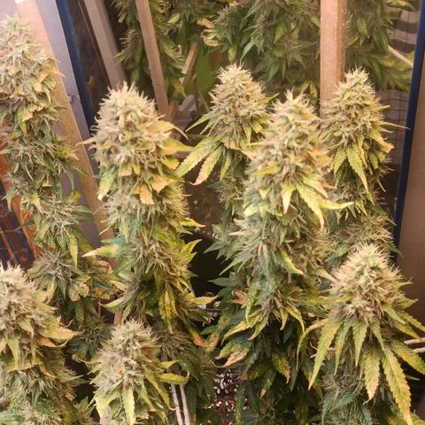 King - Amnesia Lemon growlog timeline photo