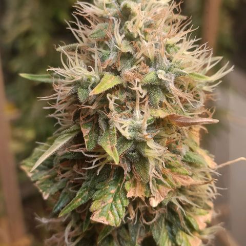 King - Amnesia Lemon growlog timeline photo