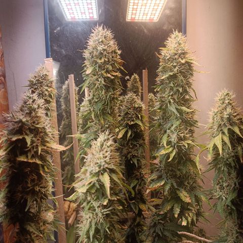 King - Amnesia Lemon growlog timeline photo