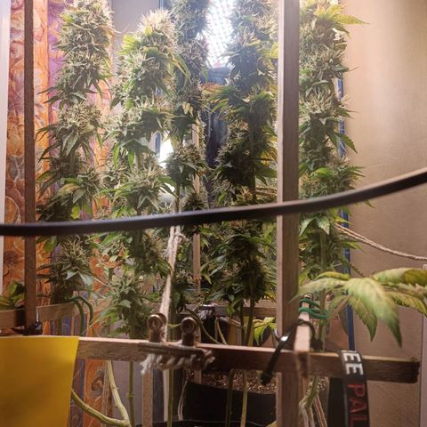 King - Amnesia Lemon growlog timeline photo