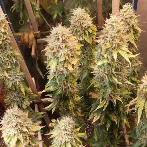 King - Amnesia Lemon growlog timeline photo