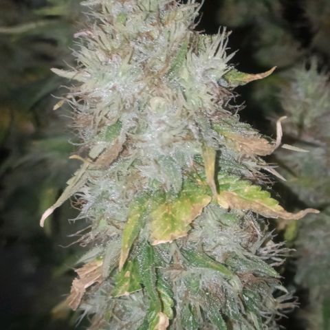 King - Amnesia Lemon growlog timeline photo
