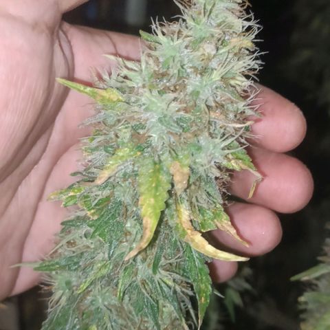 King - Amnesia Lemon growlog timeline photo
