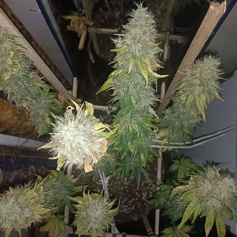 King - Amnesia Lemon growlog timeline photo