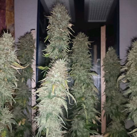 King - Amnesia Lemon growlog timeline photo