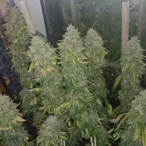 King - Amnesia Lemon growlog timeline photo