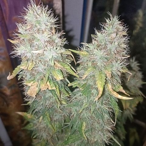 King - Amnesia Lemon growlog timeline photo