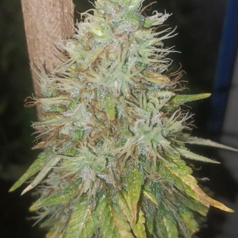 King - Amnesia Lemon growlog timeline photo