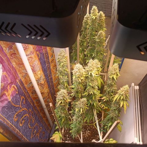 King - Amnesia Lemon growlog timeline photo