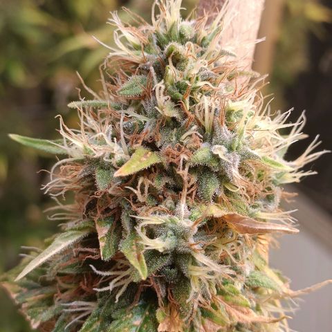 King - Amnesia Lemon growlog timeline photo