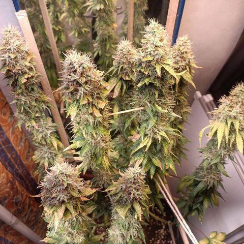 King - Amnesia Lemon growlog timeline photo