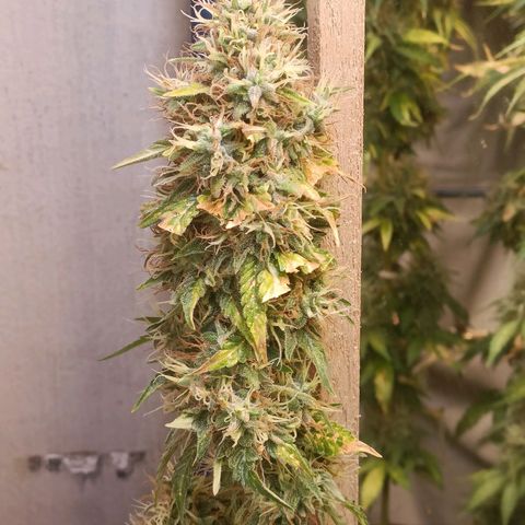 King - Amnesia Lemon growlog timeline photo