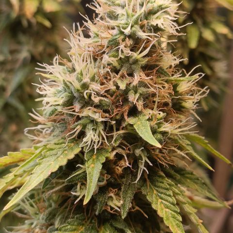 King - Amnesia Lemon growlog timeline photo