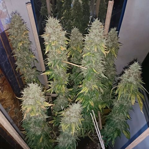 King - Amnesia Lemon growlog timeline photo