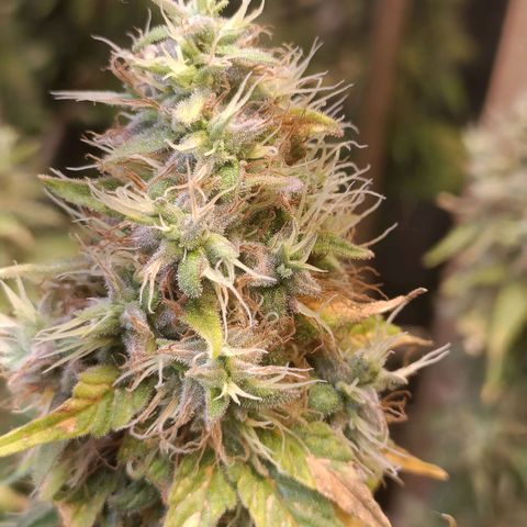 King - Amnesia Lemon growlog timeline photo