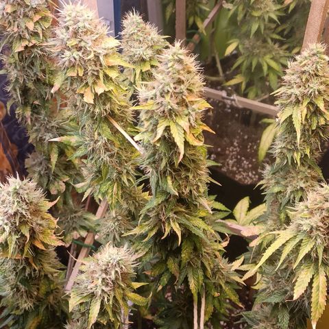 King - Amnesia Lemon growlog timeline photo