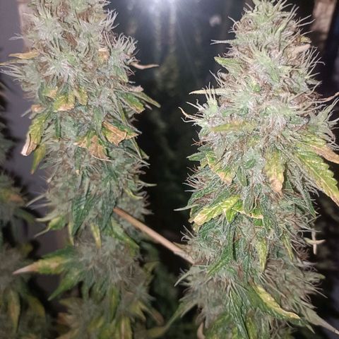 King - Amnesia Lemon growlog timeline photo