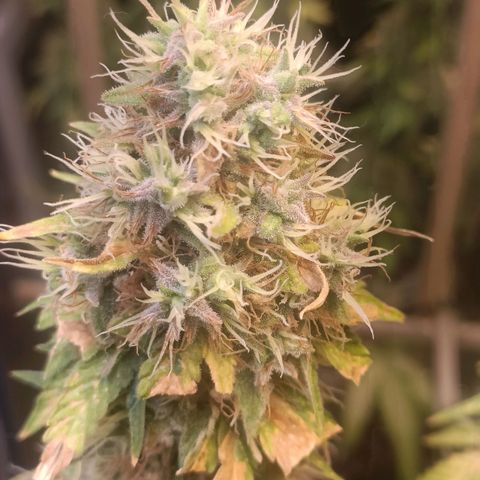 King - Amnesia Lemon growlog timeline photo