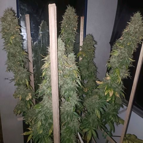 King - Amnesia Lemon growlog timeline photo