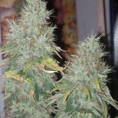 King - Amnesia Lemon growlog timeline photo