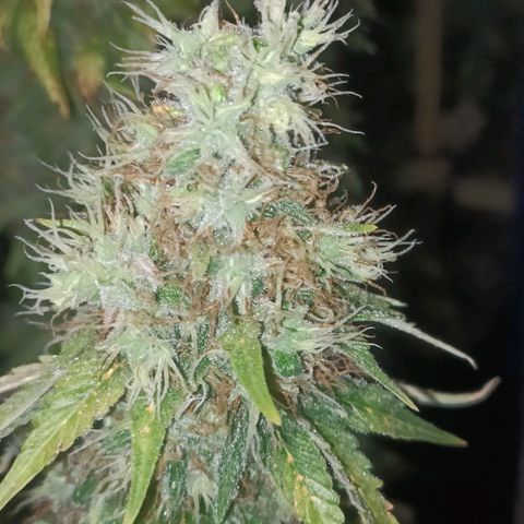 King - Amnesia Lemon growlog timeline photo