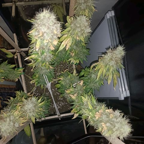 King - Amnesia Lemon growlog timeline photo