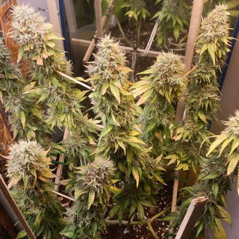King - Amnesia Lemon growlog timeline photo