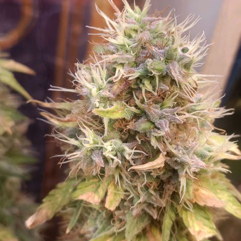 King - Amnesia Lemon growlog timeline photo
